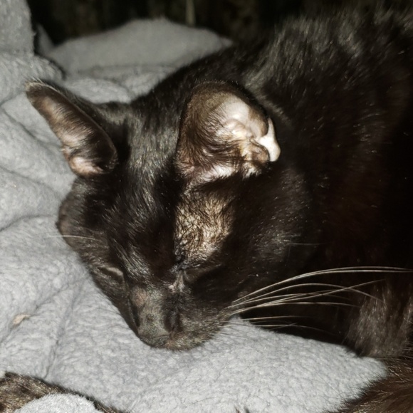 Meet your Posher, Octavio - Picture 1 of 1